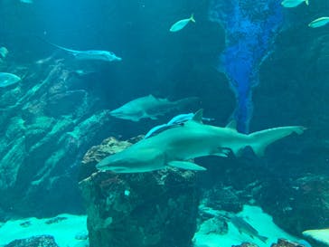 マリンワールド海の中道に投稿された画像（2021/2/28）