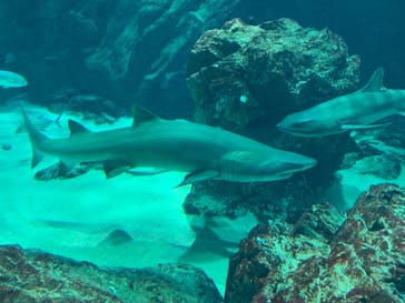 マリンワールド海の中道に投稿された画像（2021/2/28）