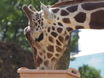 天王寺動物園に投稿された画像（2021/2/28）