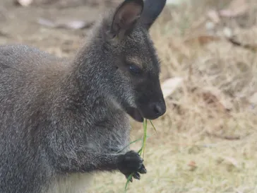 天王寺動物園に投稿された画像（2021/2/28）