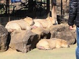 伊豆シャボテン動物公園に投稿された画像（2021/2/28）
