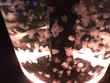 マクセル アクアパーク品川に投稿された画像（2021/2/28）