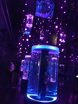 マクセル アクアパーク品川に投稿された画像（2021/2/28）