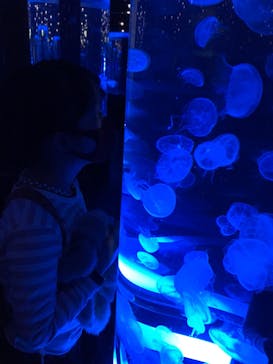 マクセル アクアパーク品川に投稿された画像（2021/2/28）