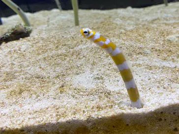 すみだ水族館に投稿された画像（2021/2/28）