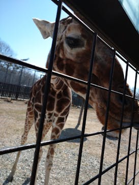 那須サファリパークに投稿された画像（2021/2/28）