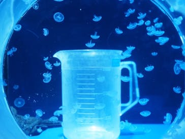 京都水族館に投稿された画像（2021/2/28）