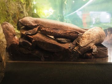 京都水族館に投稿された画像（2021/2/28）