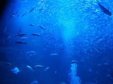 京都水族館に投稿された画像（2021/2/28）