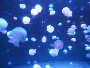 京都水族館に投稿された画像（2021/2/28）