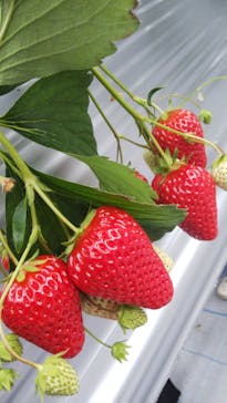 いのさんの観光農園に投稿された画像（2021/2/28）