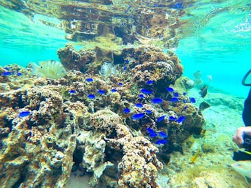 DIVING-SHOP SUNSに投稿された画像（2021/2/28）