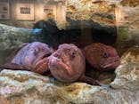 しながわ水族館に投稿された画像（2021/3/1）