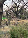天王寺動物園に投稿された画像（2021/3/1）