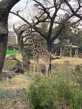 天王寺動物園に投稿された画像（2021/3/1）