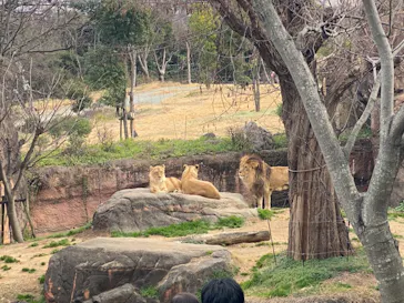 天王寺動物園に投稿された画像（2021/3/1）