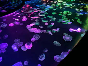 すみだ水族館に投稿された画像（2021/3/1）