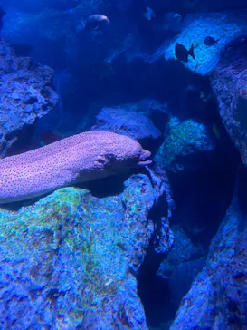 すみだ水族館に投稿された画像（2021/3/1）