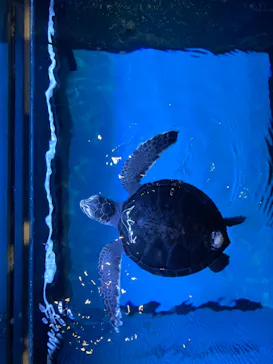 すみだ水族館に投稿された画像（2021/3/1）