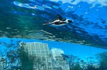サンシャイン水族館に投稿された画像（2021/3/1）