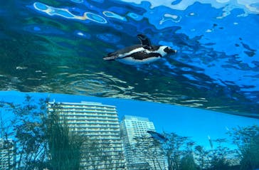サンシャイン水族館に投稿された画像（2021/3/1）