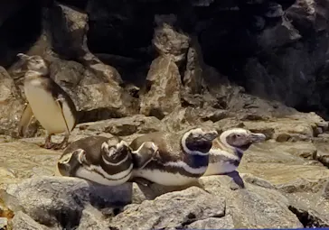 すみだ水族館に投稿された画像（2021/3/1）