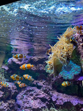 サンシャイン水族館に投稿された画像（2021/3/1）