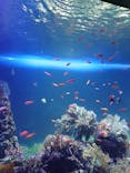 サンシャイン水族館に投稿された画像（2021/3/1）