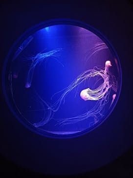 マリンワールド海の中道に投稿された画像（2021/3/1）