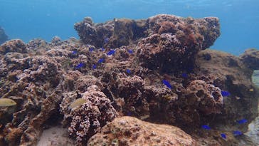 ダイビングショップ Sea Free（シーフリー）に投稿された画像（2021/3/2）