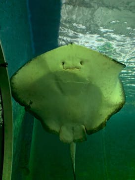 串本海中公園水族館に投稿された画像（2021/3/2）