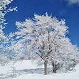 菅平高原スノーリゾートに投稿された画像（2021/3/2）