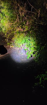 奄美ナイトツアーサービスに投稿された画像（2021/3/2）