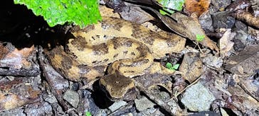 奄美ナイトツアーサービスに投稿された画像（2021/3/2）