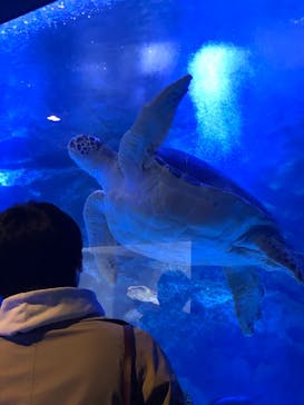 マクセル アクアパーク品川に投稿された画像（2021/3/2）