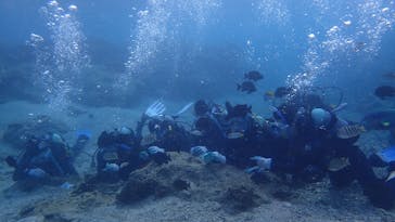 ダイビングショップ Sea Free（シーフリー）に投稿された画像（2021/3/3）