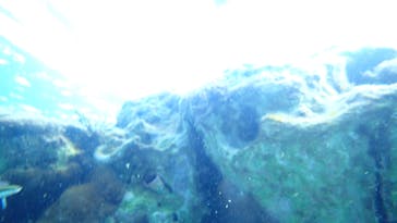 ダイビングショップ Sea Free（シーフリー）に投稿された画像（2021/3/3）