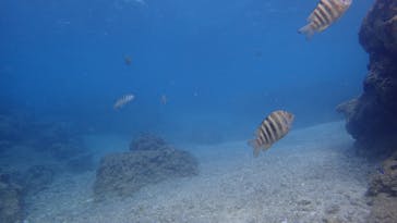 ダイビングショップ Sea Free（シーフリー）に投稿された画像（2021/3/3）