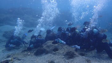 ダイビングショップ Sea Free（シーフリー）に投稿された画像（2021/3/3）