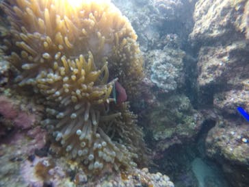 武藤潜水に投稿された画像（2021/3/3）