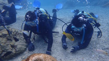 ダイビングショップ Sea Free（シーフリー）に投稿された画像（2021/3/3）