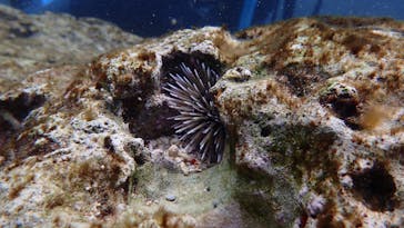 ダイビングショップ Sea Free（シーフリー）に投稿された画像（2021/3/3）