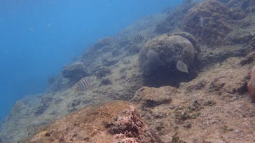 ダイビングショップ Sea Free（シーフリー）に投稿された画像（2021/3/3）