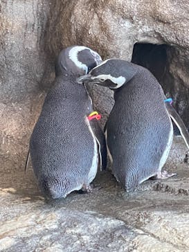 しながわ水族館に投稿された画像（2021/3/3）