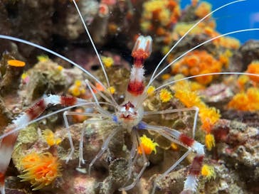 しながわ水族館に投稿された画像（2021/3/3）