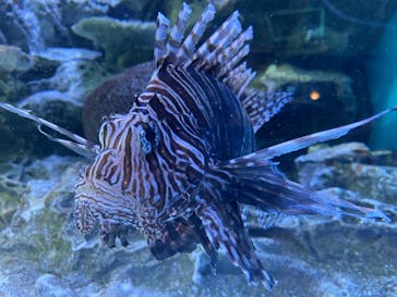 しながわ水族館に投稿された画像（2021/3/3）