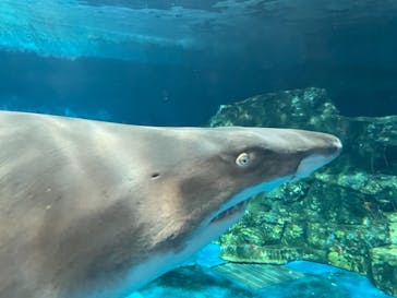 しながわ水族館に投稿された画像（2021/3/3）
