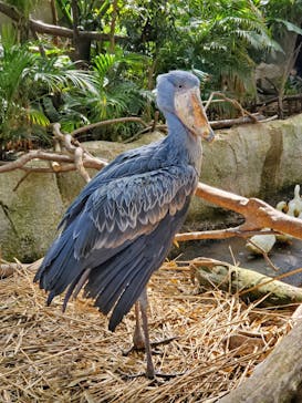 那須どうぶつ王国に投稿された画像（2021/3/3）