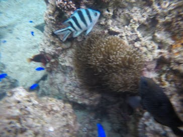 武藤潜水に投稿された画像（2021/3/3）