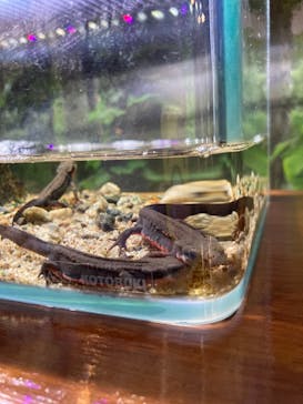 マリンワールド海の中道に投稿された画像（2021/3/3）